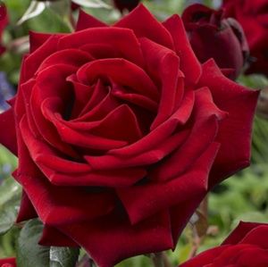 Meet your Posher, Linda